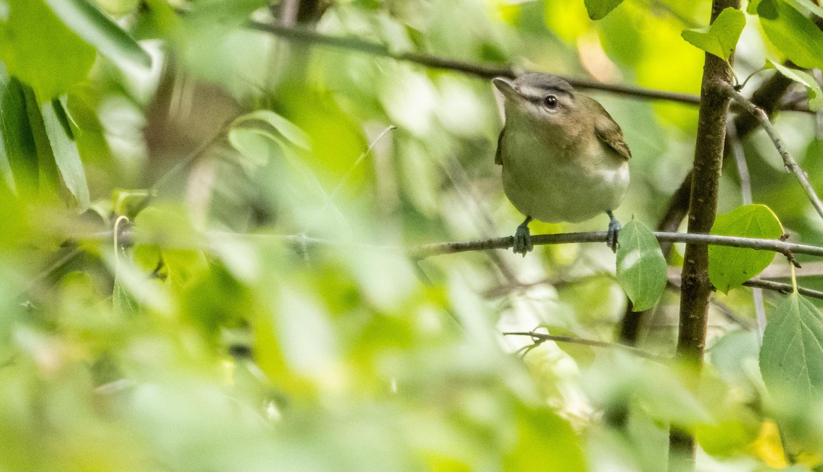 Красноглазый виреон - ML645128558
