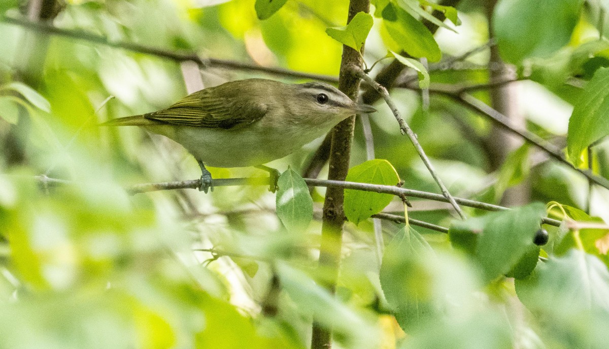 Красноглазый виреон - ML645128559