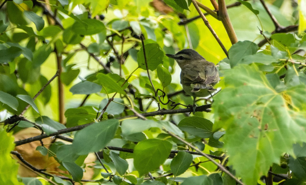 Красноглазый виреон - ML645128560