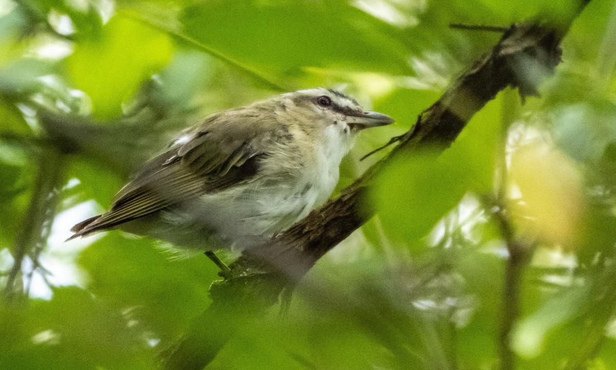 Красноглазый виреон - ML645128561