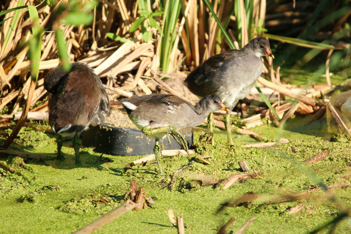 アメリカバン - ML645128579