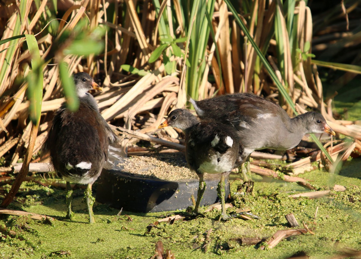 アメリカバン - ML645128580