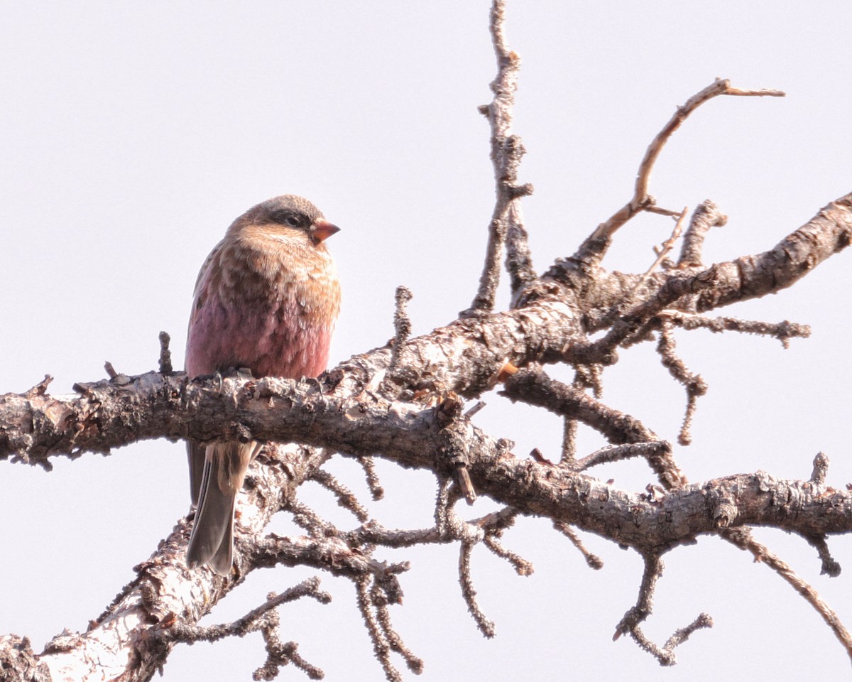 pěnkavice coloradská - ML645128620