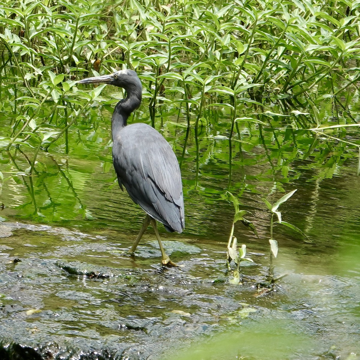 Pacific Reef-Heron - ML645128646