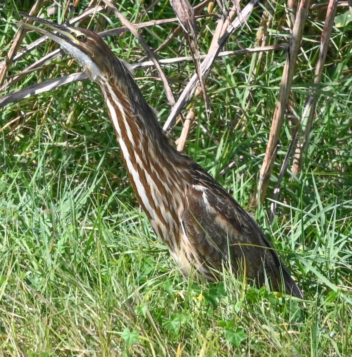 Amerika Balabanı - ML645128655