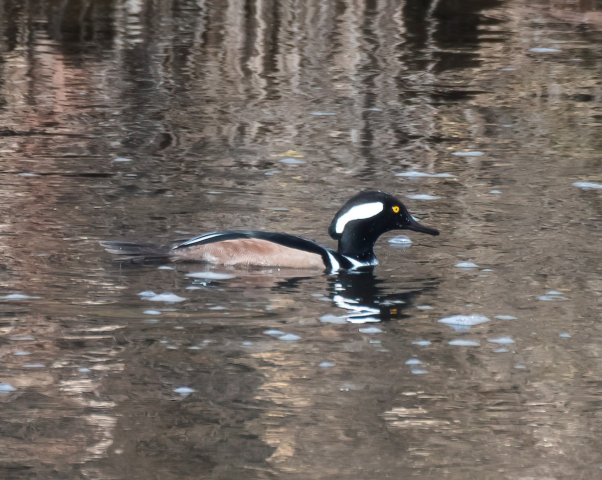 Hooded Merganser - ML645128658