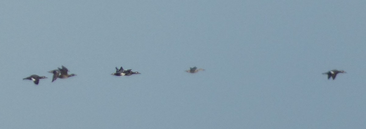 White-winged Scoter - ML645128686