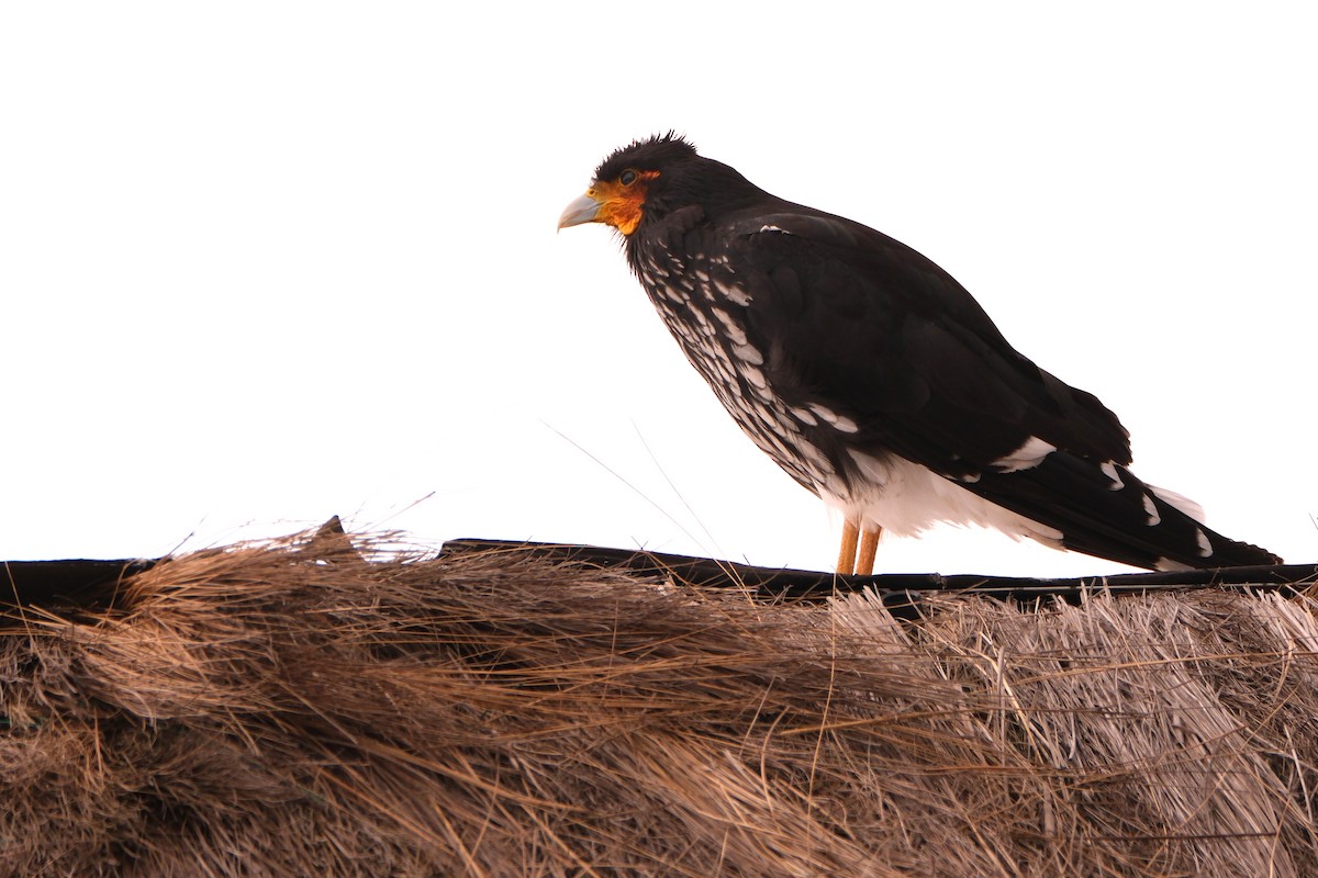 Carunculated Caracara - ML645128703