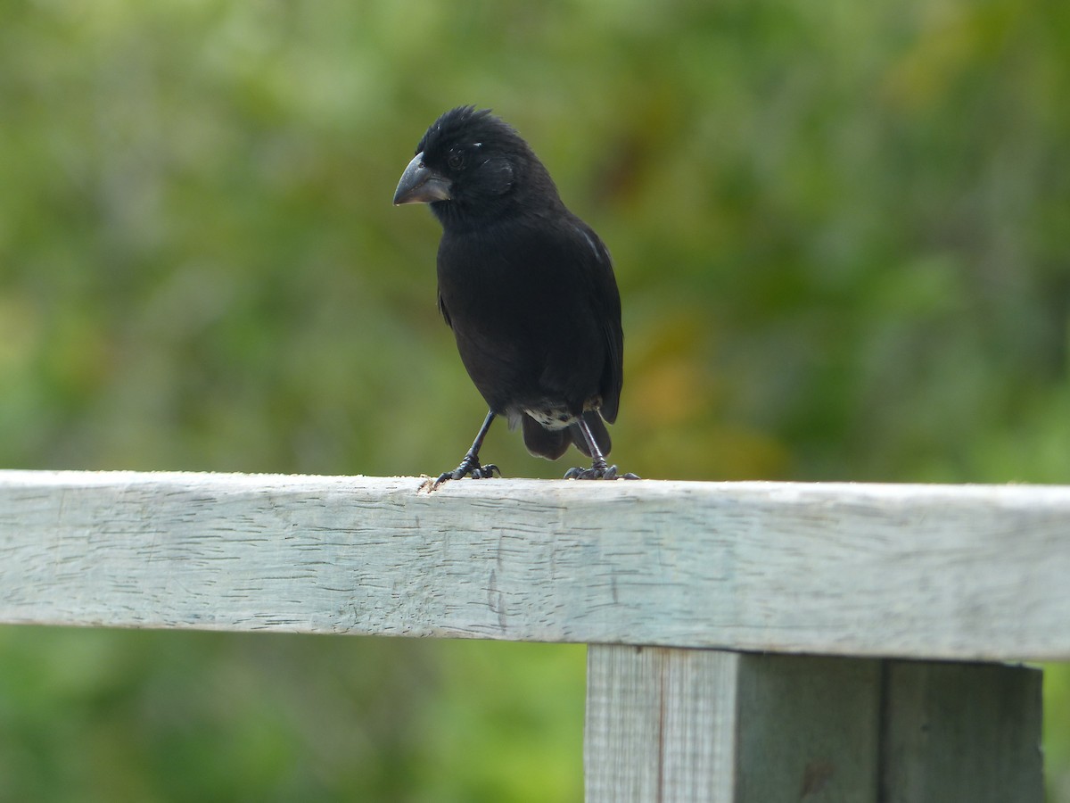 Large Ground-Finch - ML645128730