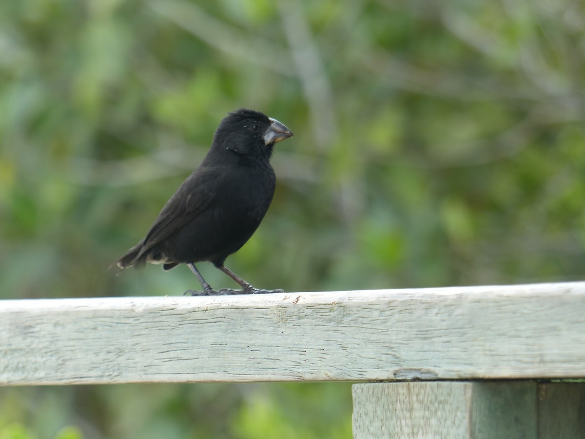 Large Ground-Finch - ML645128731