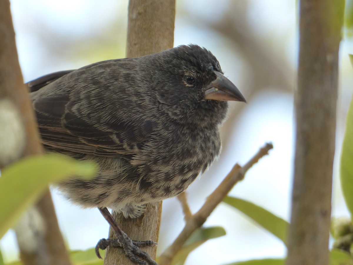Géospize des cactus - ML645128738