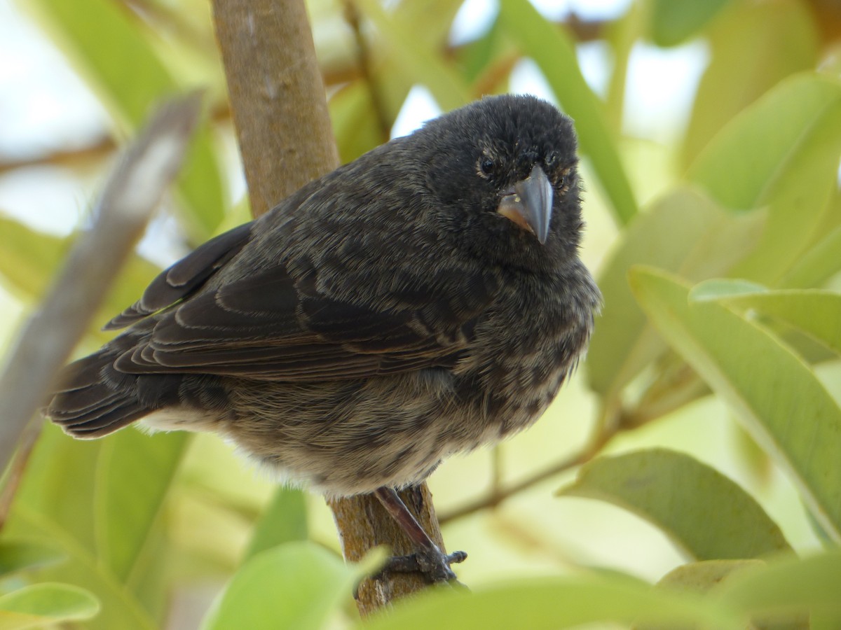 Géospize des cactus - ML645128739