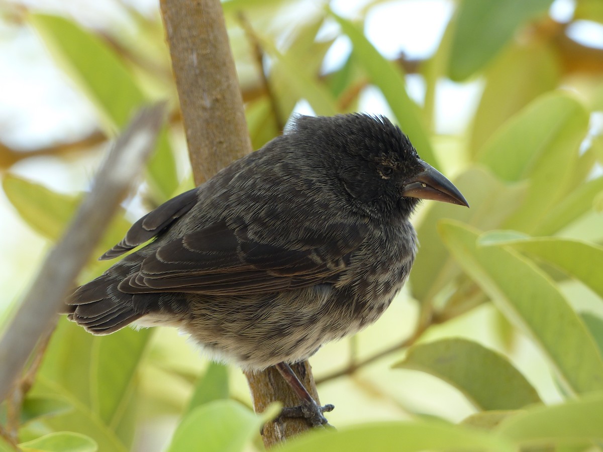 Géospize des cactus - ML645128740