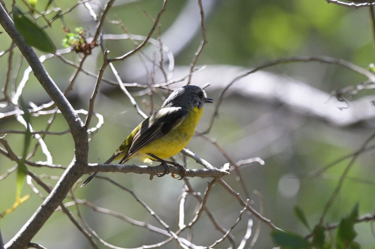 Eastern Yellow Robin - ML645128752