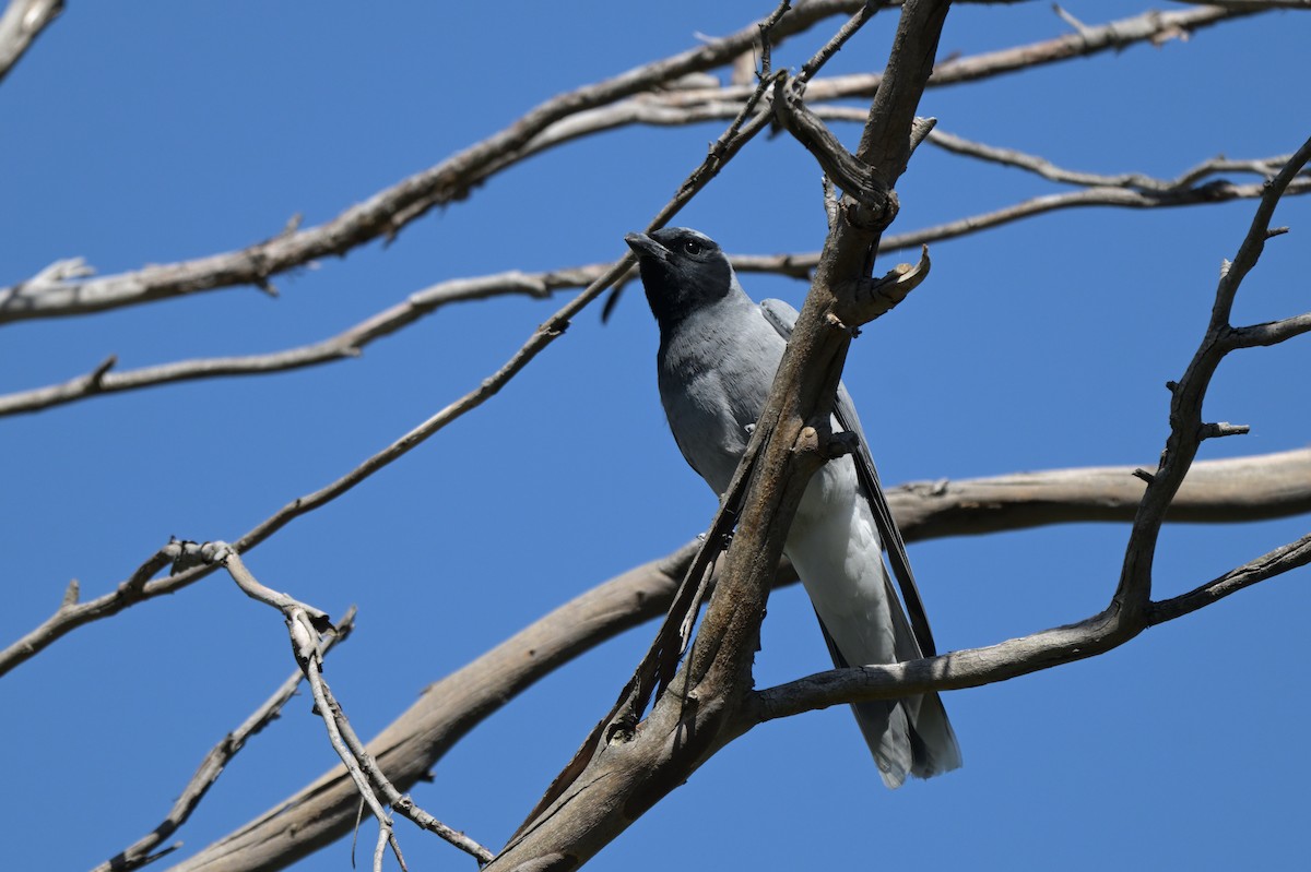 Black-faced Cuckooshrike - ML645128757