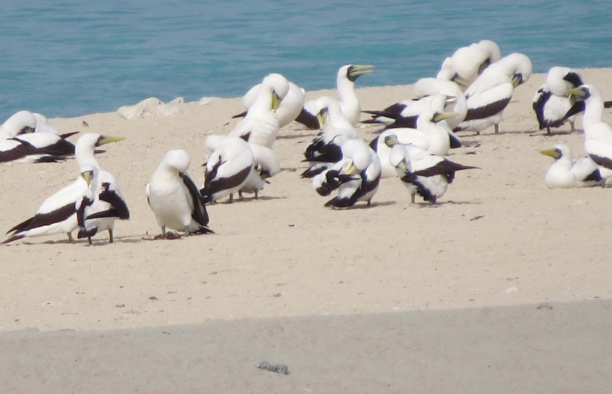Masked Booby - ML645128766