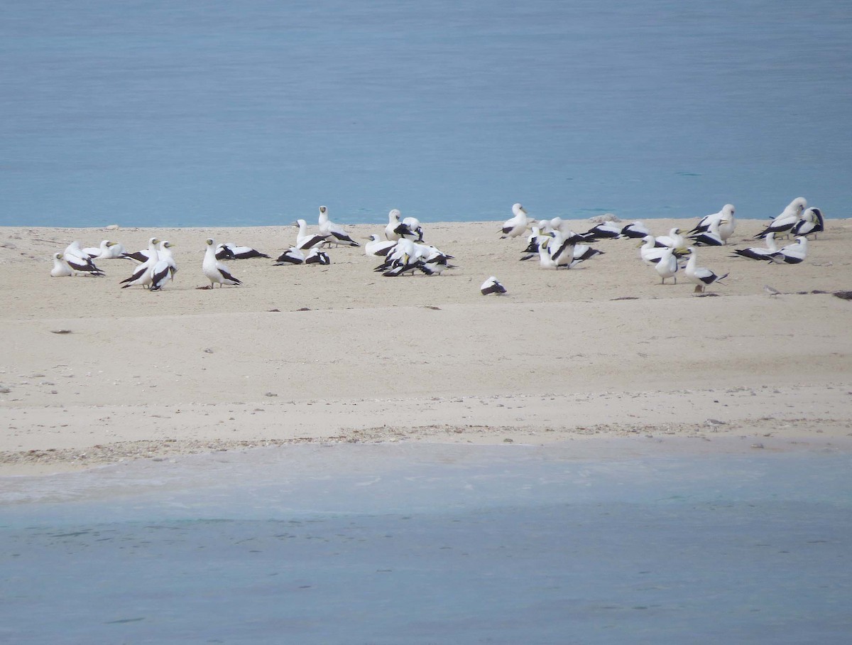 Masked Booby - ML645128767