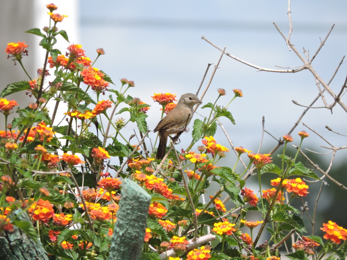 Southern House Wren - ML645128770