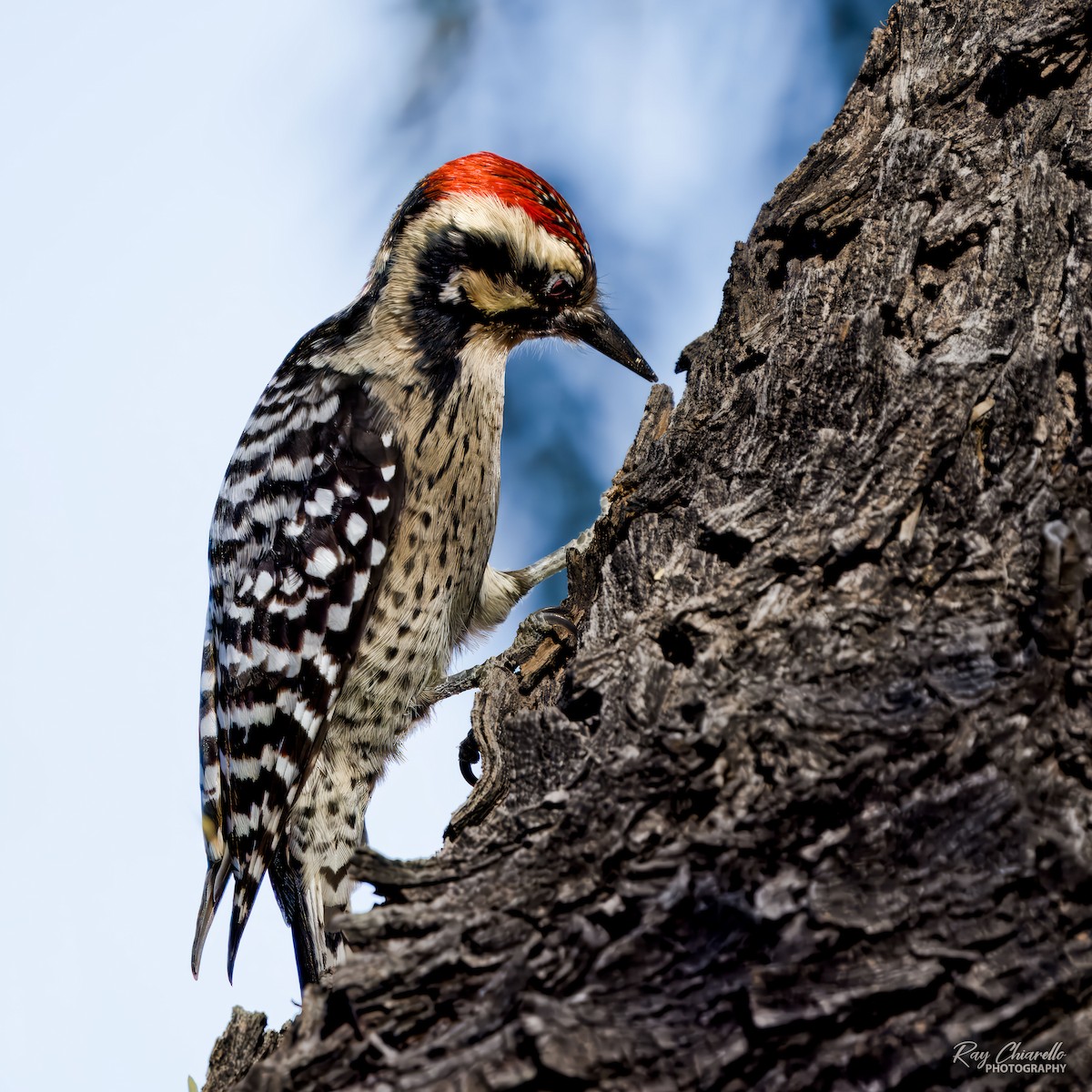Ladder-backed Woodpecker - ML645128776