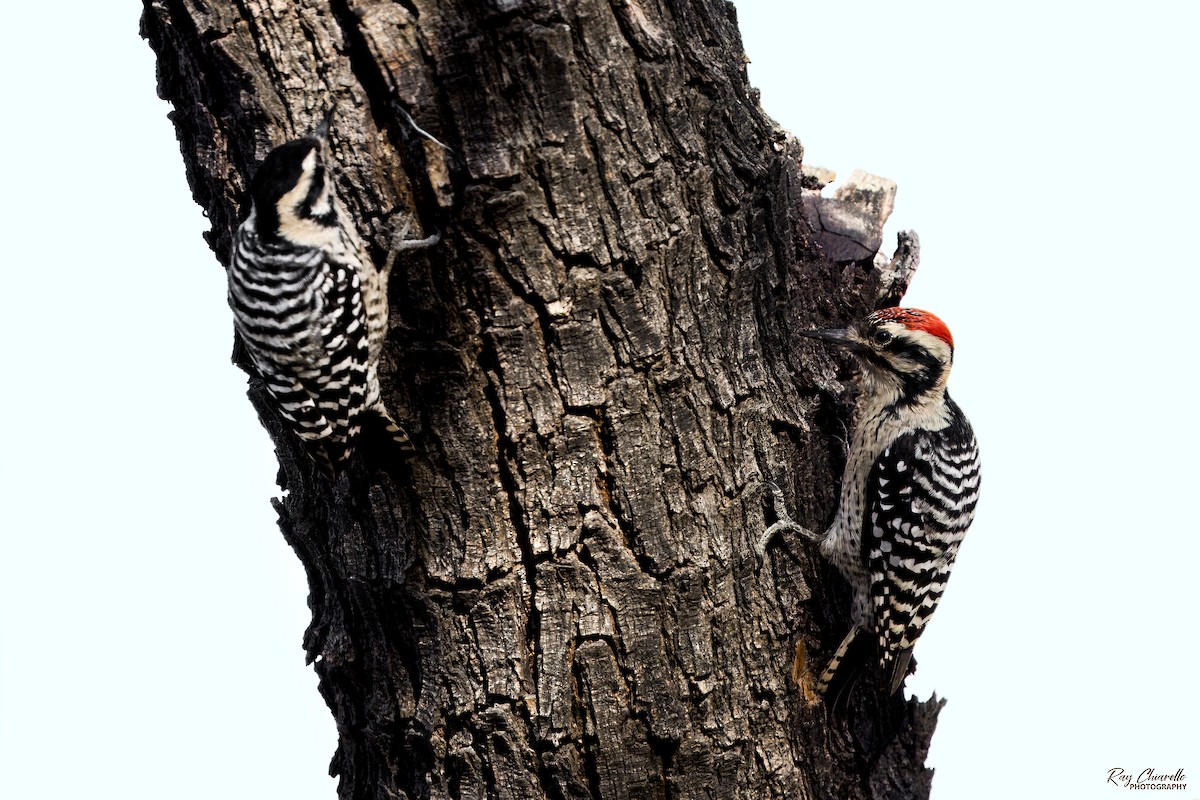 Ladder-backed Woodpecker - ML645128777