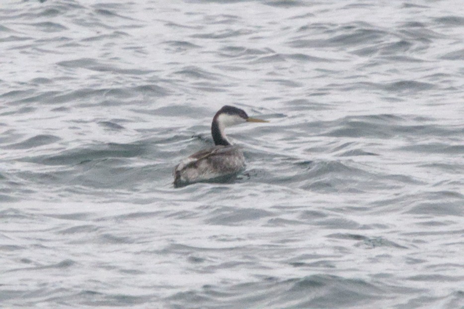 Western Grebe - ML645128778