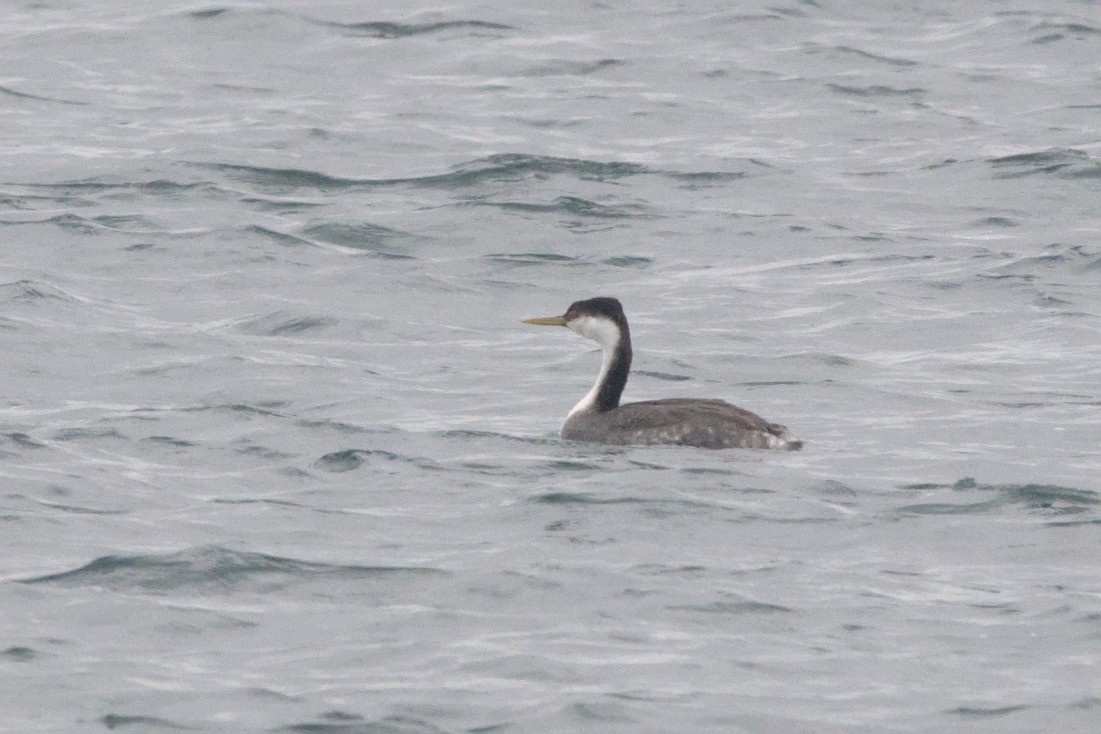 Western Grebe - ML645128779