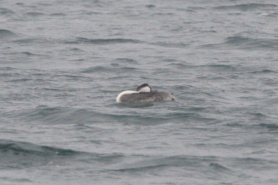 Western Grebe - ML645128780