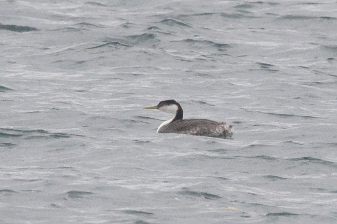 Western Grebe - ML645128781