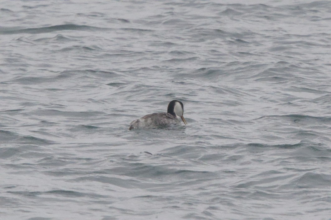 Western Grebe - ML645128783