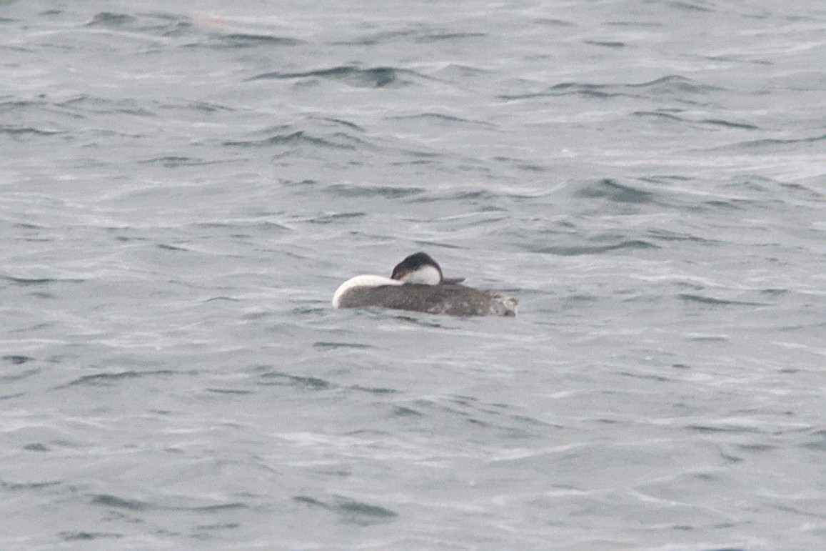 Western Grebe - ML645128784