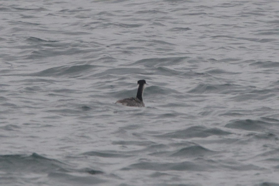 Western Grebe - ML645128786