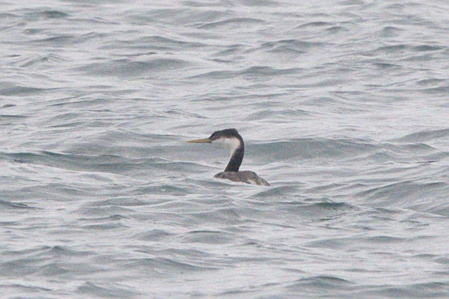 Western Grebe - ML645128787
