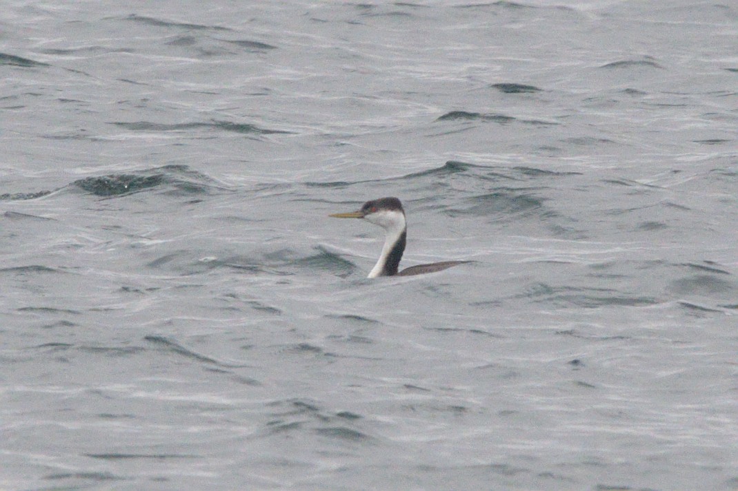 Western Grebe - ML645128788