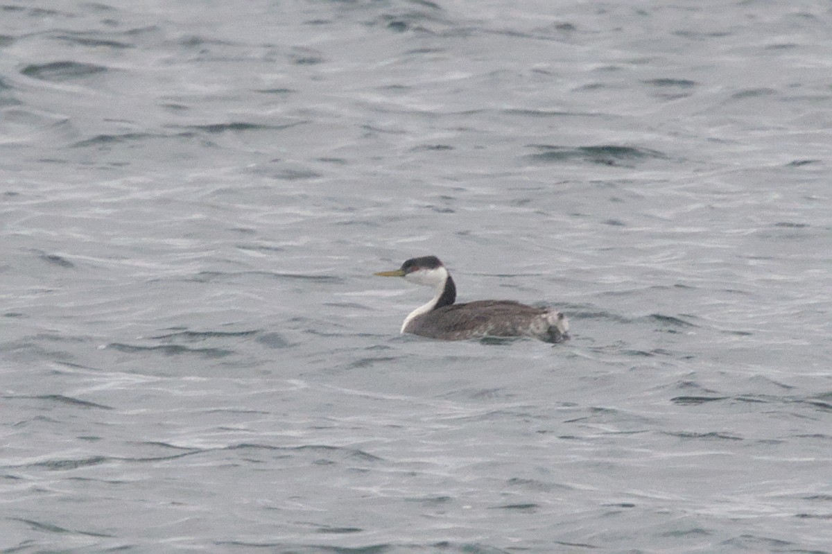 Western Grebe - ML645128789