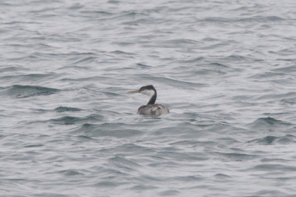 Western Grebe - ML645128791
