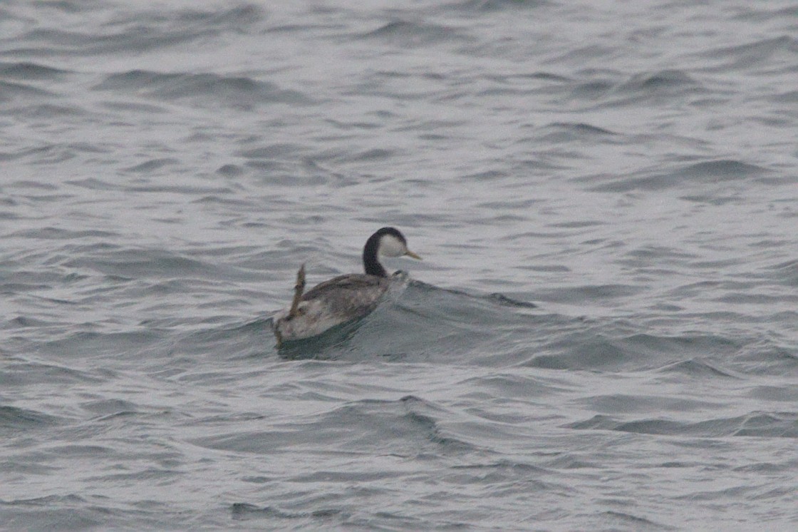 Western Grebe - ML645128792