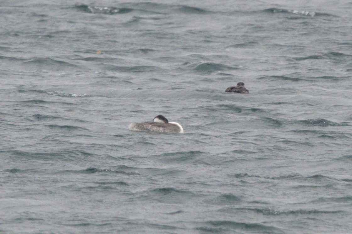 Western Grebe - ML645128793