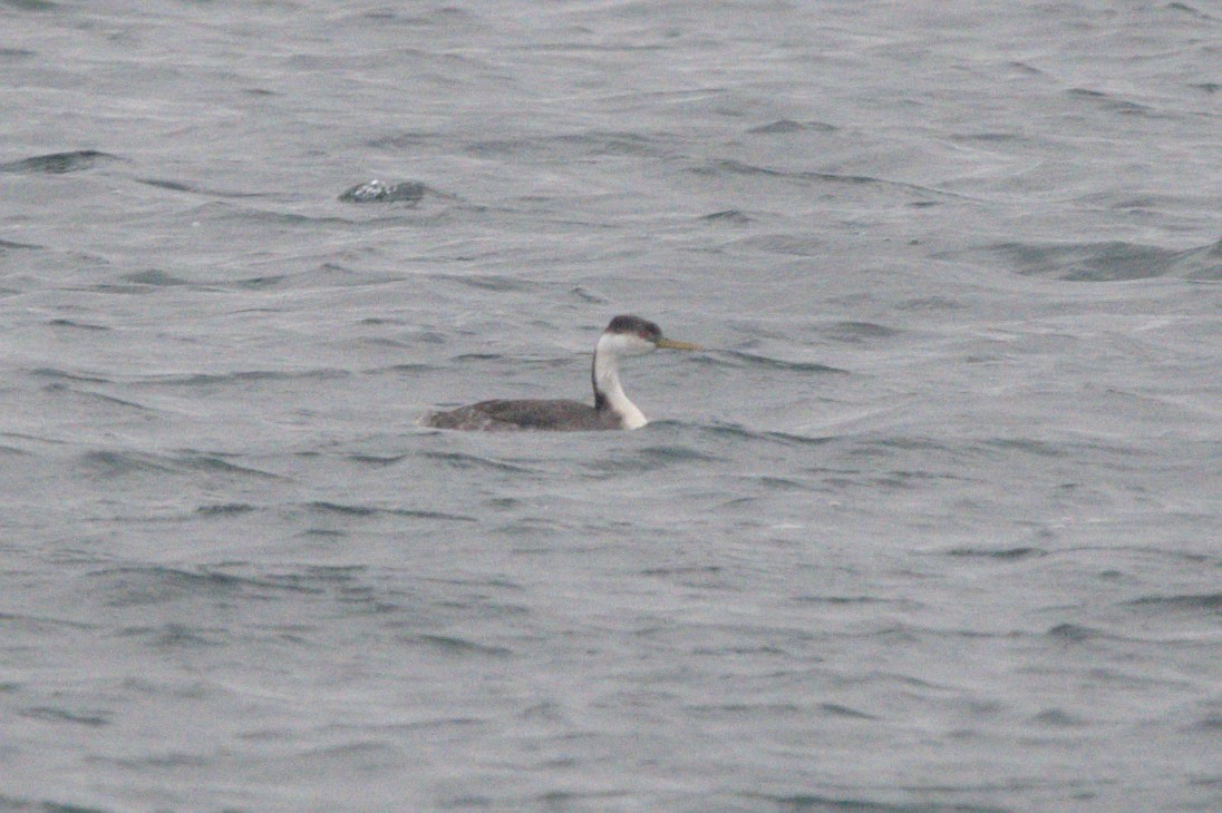 Western Grebe - ML645128794
