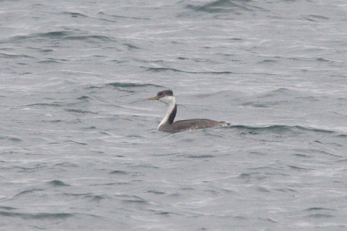 Western Grebe - ML645128796