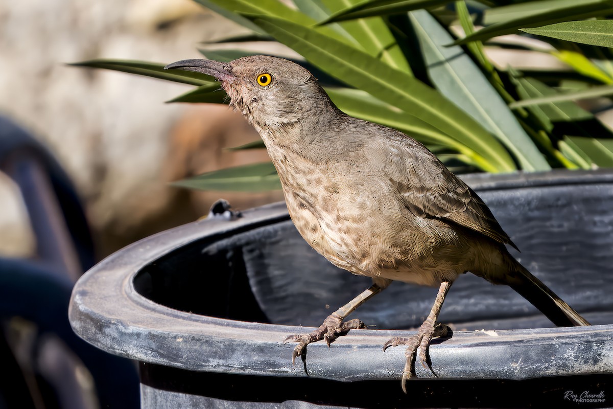 Curve-billed Thrasher - ML645128810