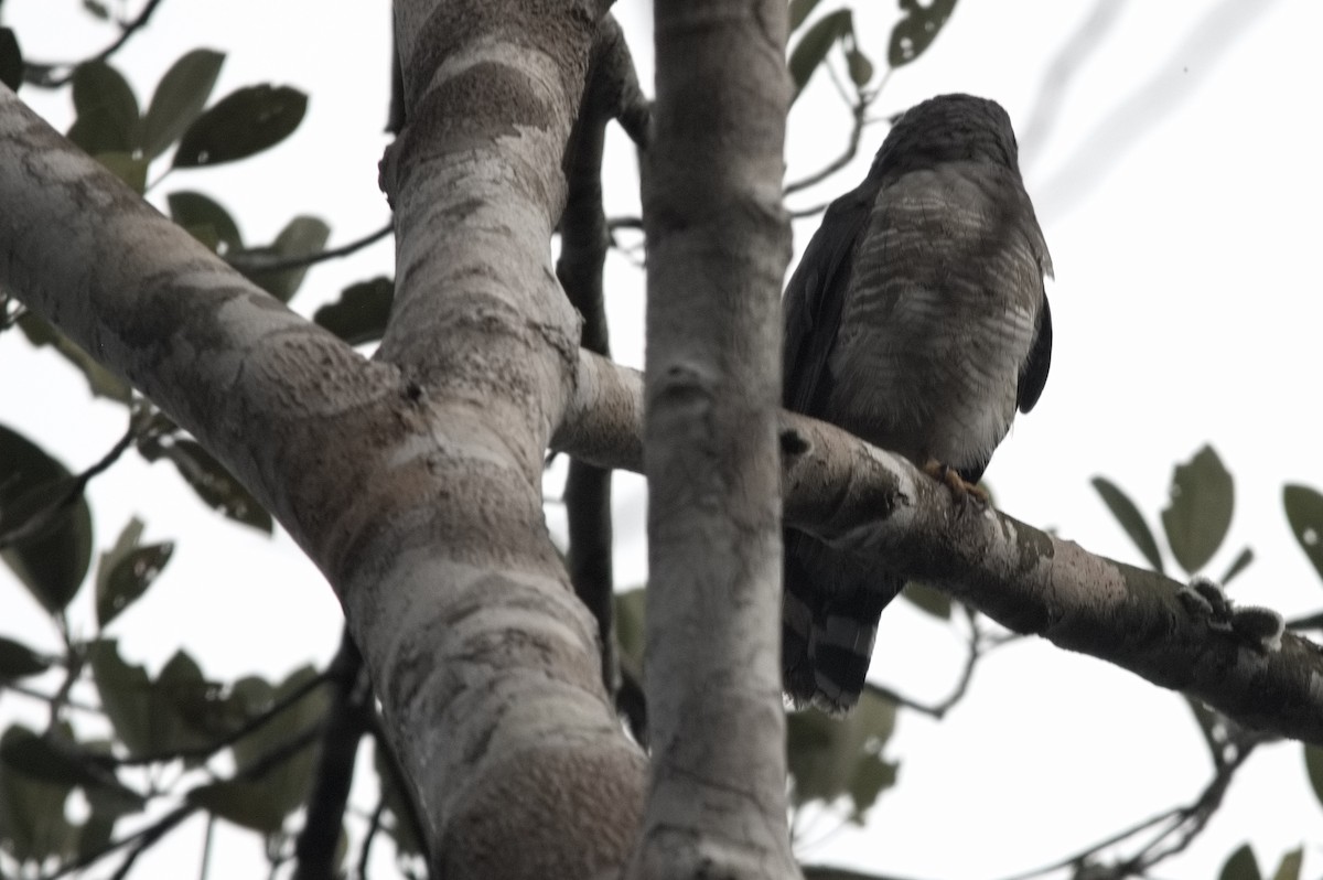 Yol Şahini - ML645128828