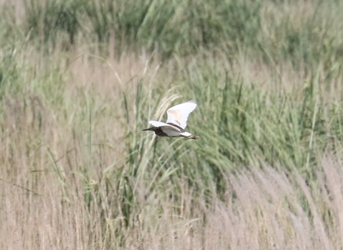 Indian Pond-Heron - ML645128851