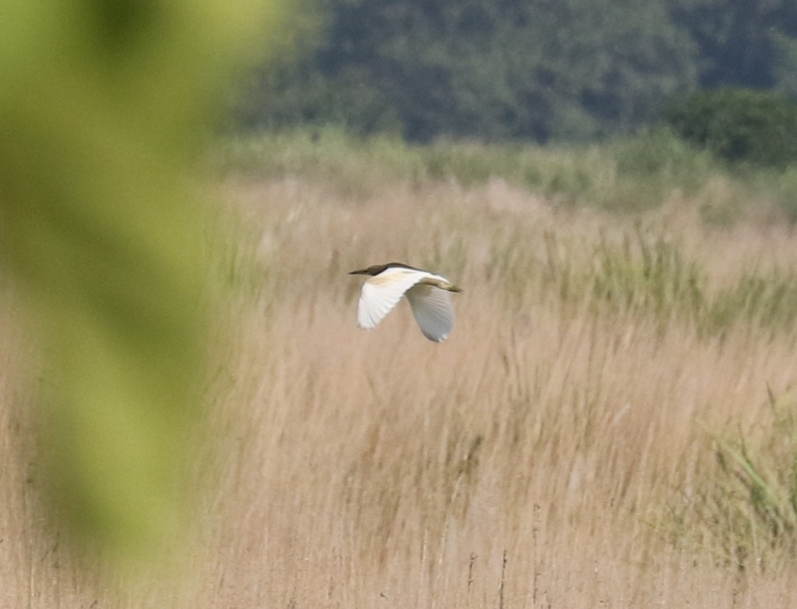 Indian Pond-Heron - ML645128852