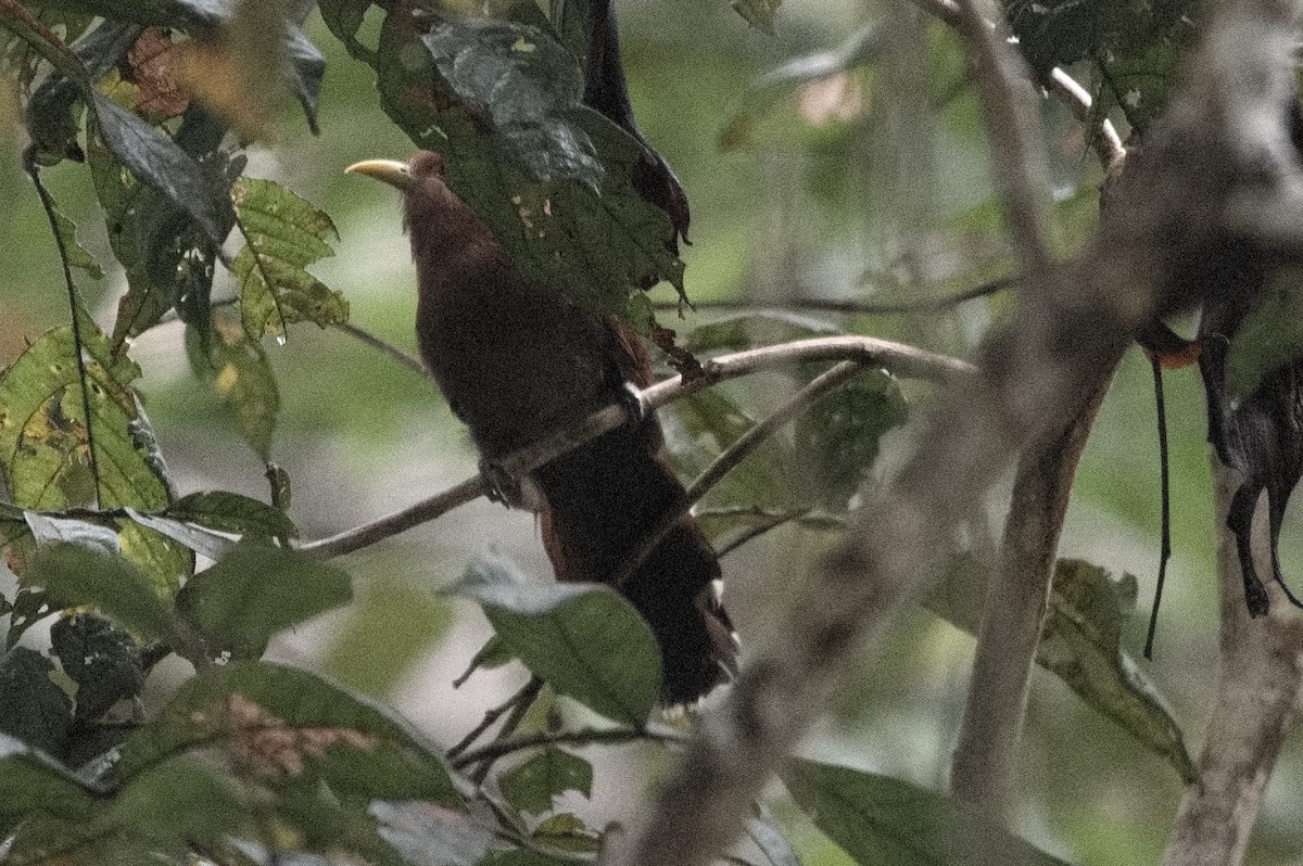 Little Cuckoo - ML645128865