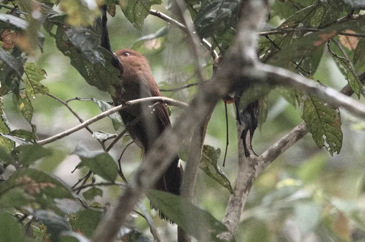 Little Cuckoo - ML645128866