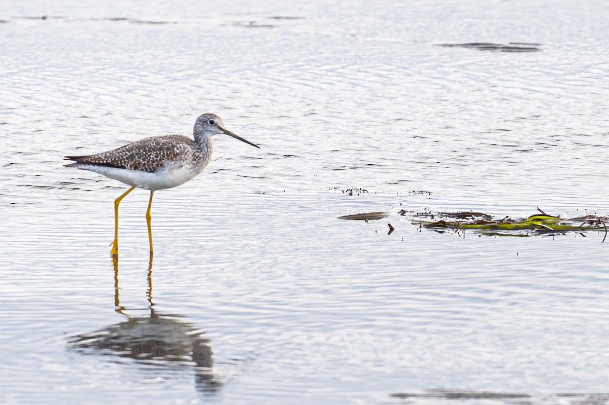 Greater Yellowlegs - ML645128870