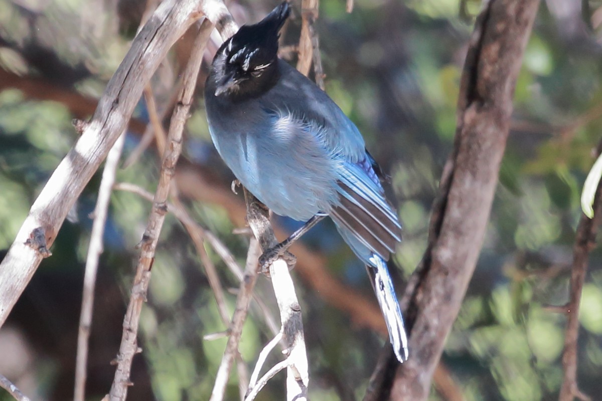 Steller's Jay - ML645128912