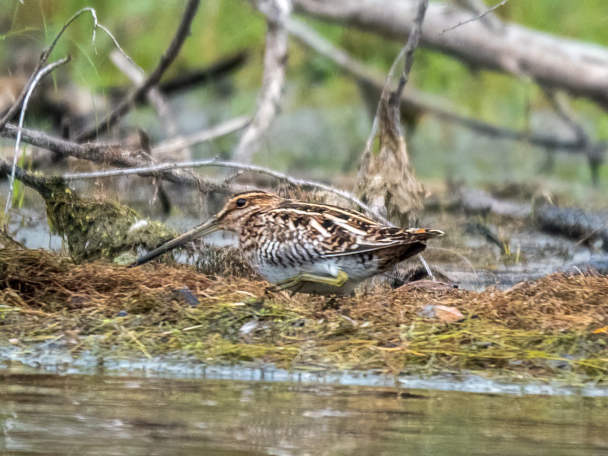 Wilson's Snipe - ML645128936