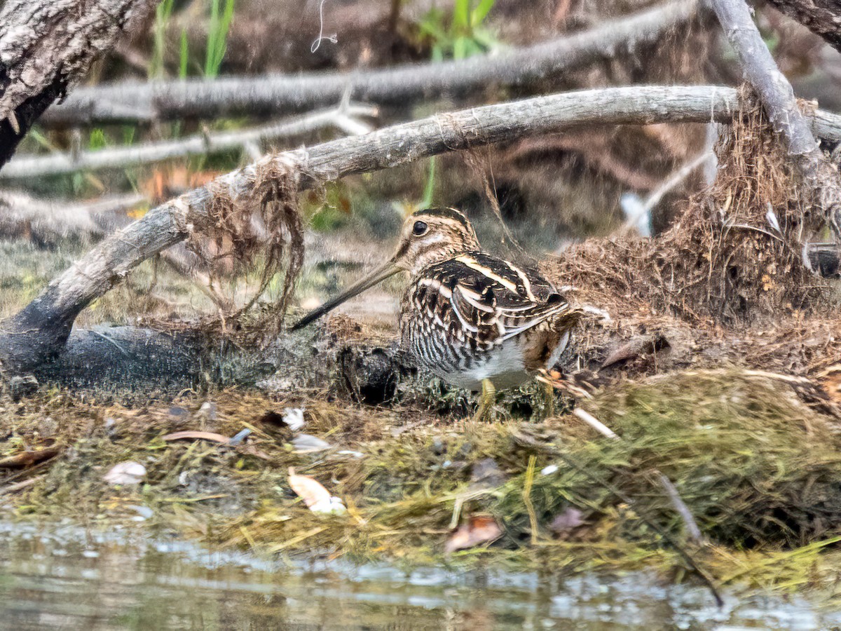 Wilson's Snipe - ML645128937