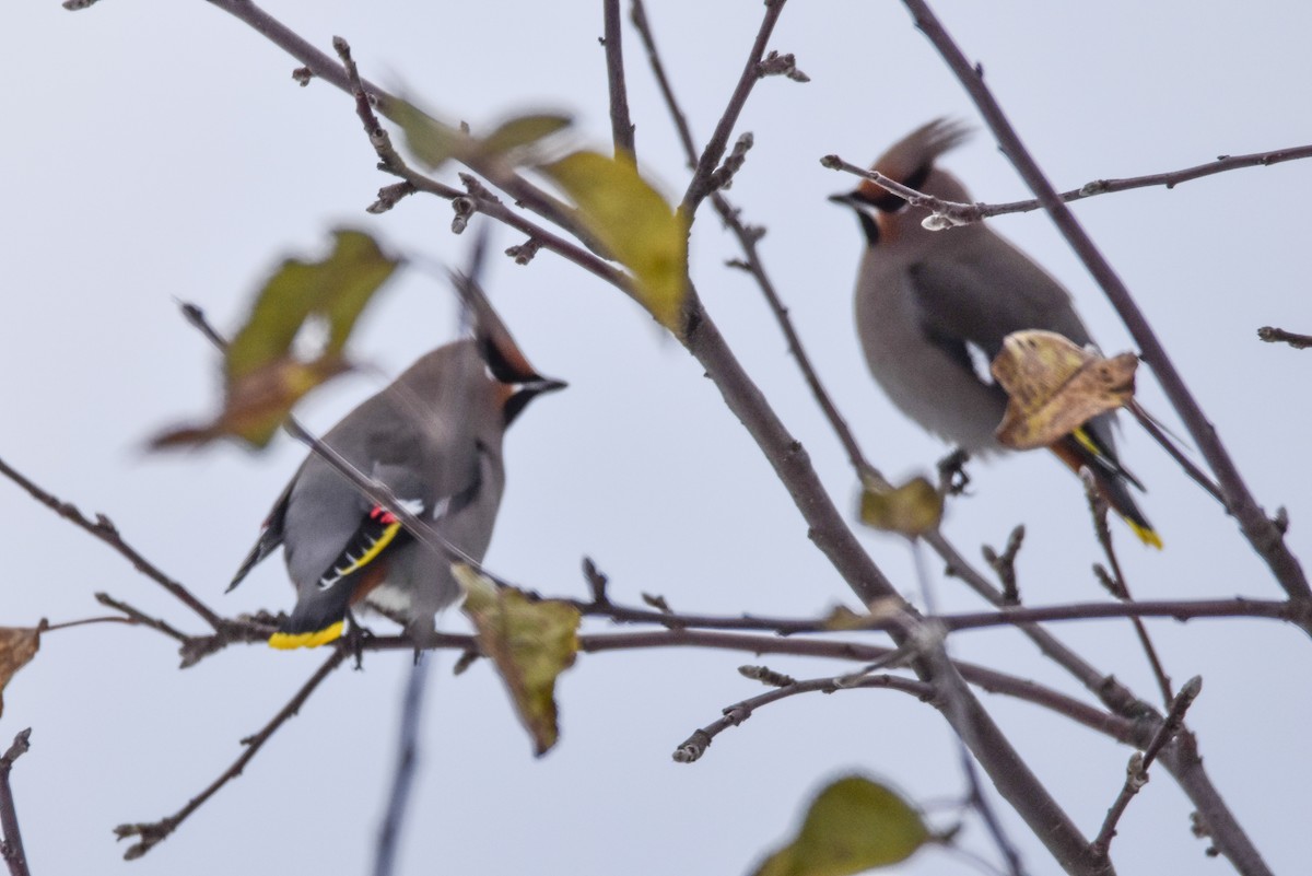 Buztanori boreala - ML645128938